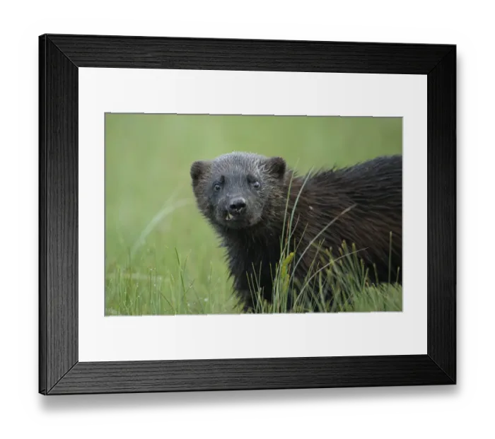 Framed Print : Wild Eurasian wolverine (Gulo gulo) Kuhmo, Finland, July 2008 Framed Print : Wild Eurasian wolverine (Gulo gulo) Kuhmo, Finland, July 2008