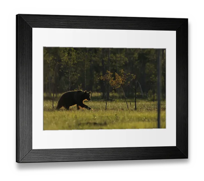 Framed Print : Eurasian brown bear (Ursus arctos) walking, Kuhmo, Finland, July 2008 Framed Print : Eurasian brown bear (Ursus arctos) walking, Kuhmo, Finland, July 2008