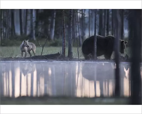 Wild Eurasian brown bear (Ursus arctos) and a European Grey wolf (Canis lupus) at waters edge