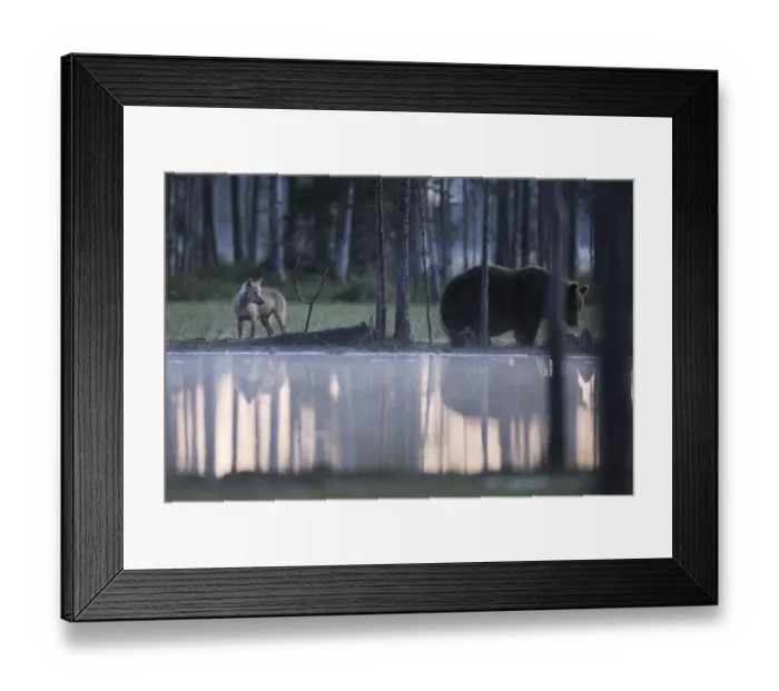 Framed Print : Wild Eurasian brown bear (Ursus arctos) and a European Grey wolf (Canis lupus) at waters edge