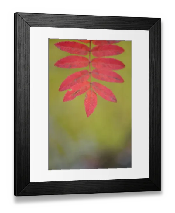 Framed Print : Rowan tree  /  Mountain ash (Sorbus aucuparia) leaves, Kuhmo, Finland, September 2008
