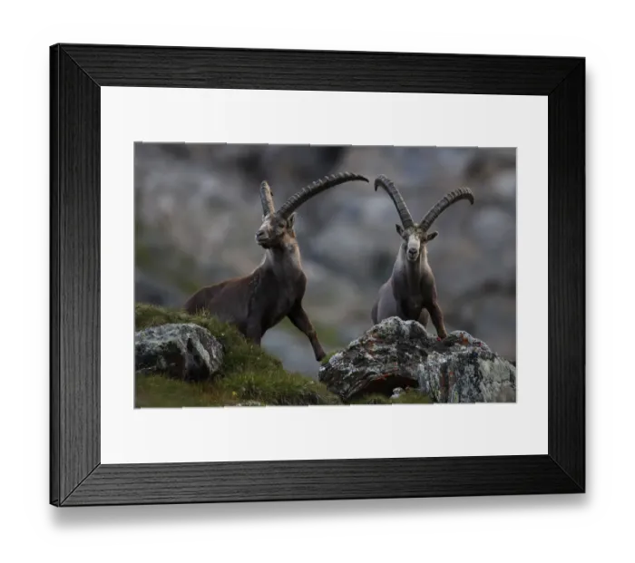 Framed Print : Two Alpine ibex (Capra ibex ibex) Hohe Tauern National Park, Austria, July 2008 Framed Print : Two Alpine ibex (Capra ibex ibex) Hohe Tauern National Park, Austria, July 2008
