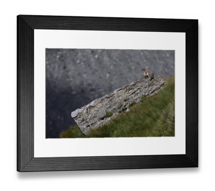 Framed Print : Alpine marmot (Marmota marmota) warming up on a rock, Hohe Tauern National Park, Austria Framed Print : Alpine marmot (Marmota marmota) warming up on a rock, Hohe Tauern National Park, Austria