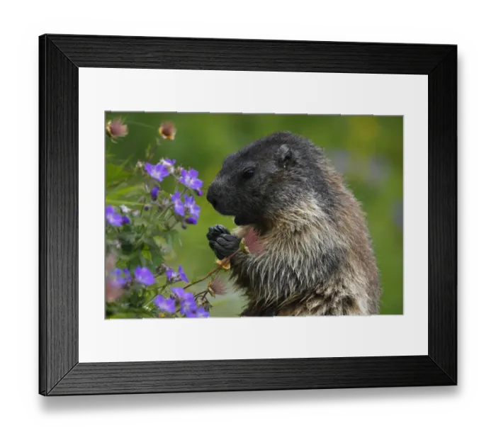 Framed Print : Alpine marmot (Marmota marmota) feeding on flowers, Hohe Tauern National Park, Austria Framed Print : Alpine marmot (Marmota marmota) feeding on flowers, Hohe Tauern National Park, Austria