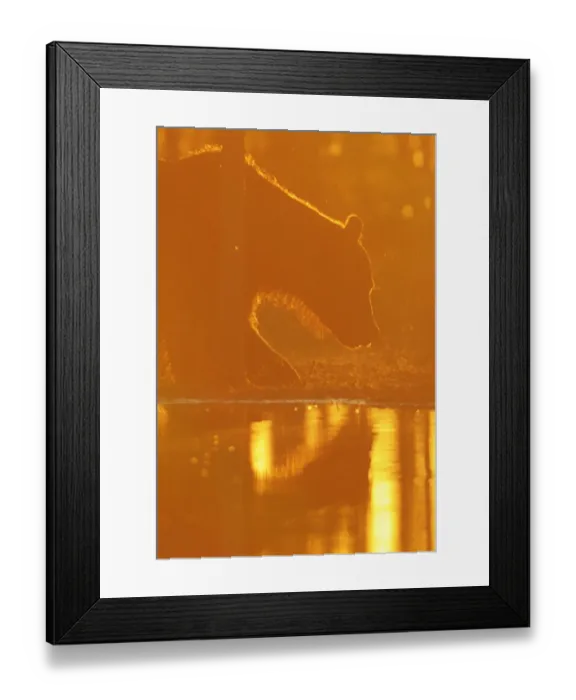 Framed Print : Eurasian brown bear (Ursus arctos) at waters edge, sunset, Kuhmo, Finland, July 2008 Framed Print : Eurasian brown bear (Ursus arctos) at waters edge, sunset, Kuhmo, Finland, July 2008