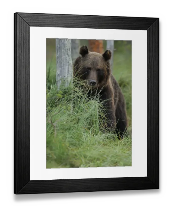 Framed Print : Eurasian brown bear (Ursus arctos) portrait, Kuhmo, Finland, July 2008 Framed Print : Eurasian brown bear (Ursus arctos) portrait, Kuhmo, Finland, July 2008