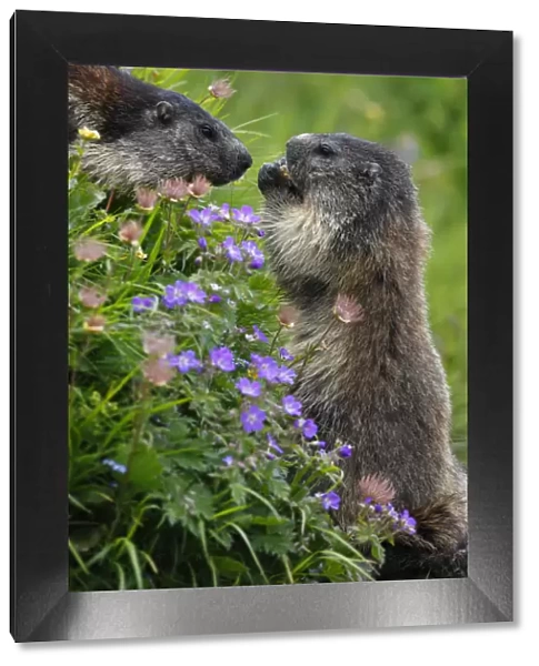 Alpine marmots (Marmota marmota) feeding on flowers, Hohe Tauern National Park, Austria