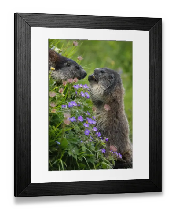 Framed Print : Alpine marmots (Marmota marmota) feeding on flowers, Hohe Tauern National Park, Austria Framed Print : Alpine marmots (Marmota marmota) feeding on flowers, Hohe Tauern National Park, Austria