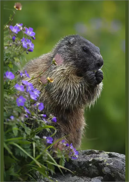 Alpine marmot (Marmota marmota) feeding on flowers, Hohe Tauern National Park, Austria