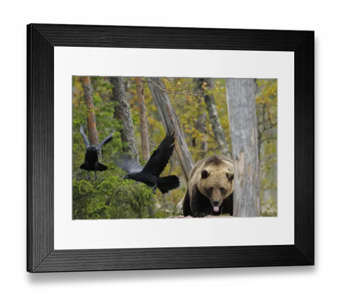 Framed Print : Eurasian brown bear (Ursus arctos) at acarcass with two Common ravens (Corvus corax) flying away Framed Print : Eurasian brown bear (Ursus arctos) at acarcass with two Common ravens (Corvus corax) flying away