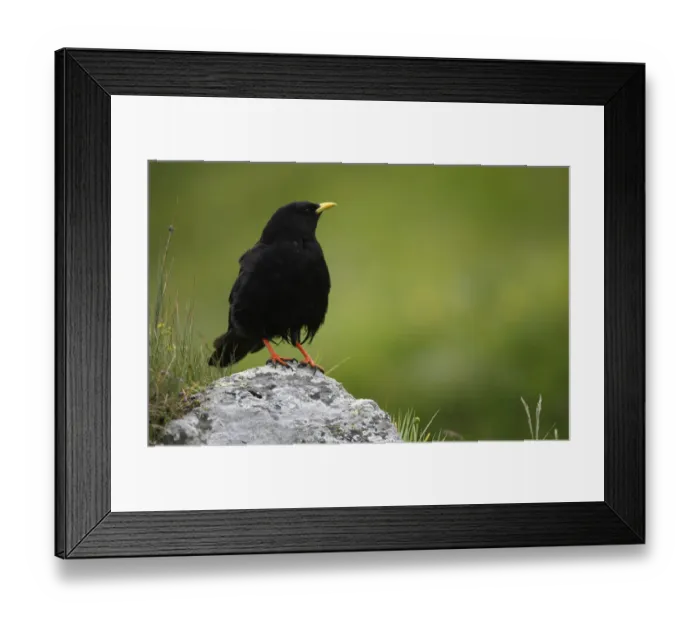 Framed Print : Alpine chough (Pyrrhocorax graculus) on a rock, Hohe Tauern National Park, Austria Framed Print : Alpine chough (Pyrrhocorax graculus) on a rock, Hohe Tauern National Park, Austria