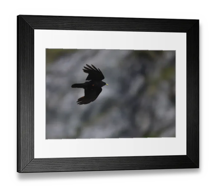 Framed Print : Alpine chough (Pyrrhocorax graculus) in flight, Hohe Tauern National Park, Austria Framed Print : Alpine chough (Pyrrhocorax graculus) in flight, Hohe Tauern National Park, Austria
