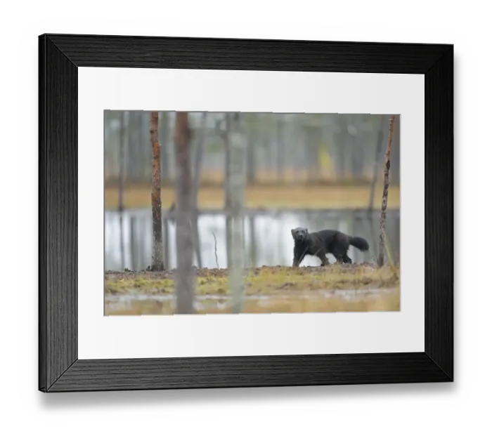 Framed Print : Eurasian wolverine (Gulo gulo) Kuhmo, Finland, September 2008 Framed Print : Eurasian wolverine (Gulo gulo) Kuhmo, Finland, September 2008