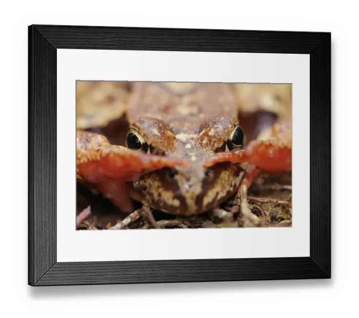 Framed Print : Common frog (Rana temporaria) close-up, Yli-Vuoki old forest reserve, Suomussalmi