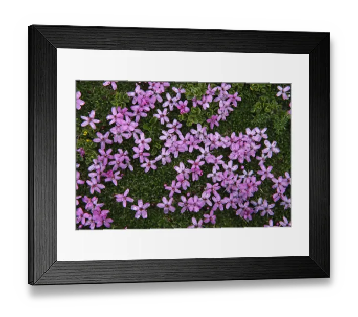 Framed Print : Alpine flowers, Hohe Tauern National Park, Austria, July 2008 Framed Print : Alpine flowers, Hohe Tauern National Park, Austria, July 2008