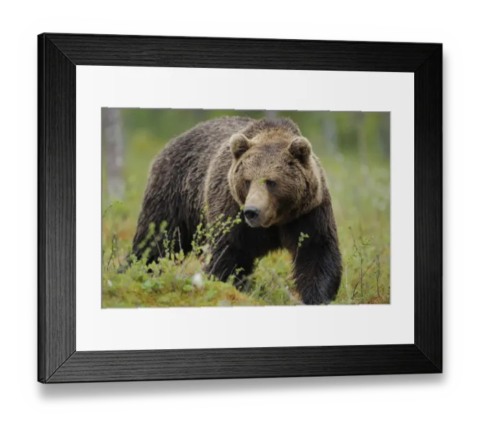 Framed Print : Eurasian brown bear portrait (Ursus arctos) Suomussalmi, Finland, July 2008 Framed Print : Eurasian brown bear portrait (Ursus arctos) Suomussalmi, Finland, July 2008