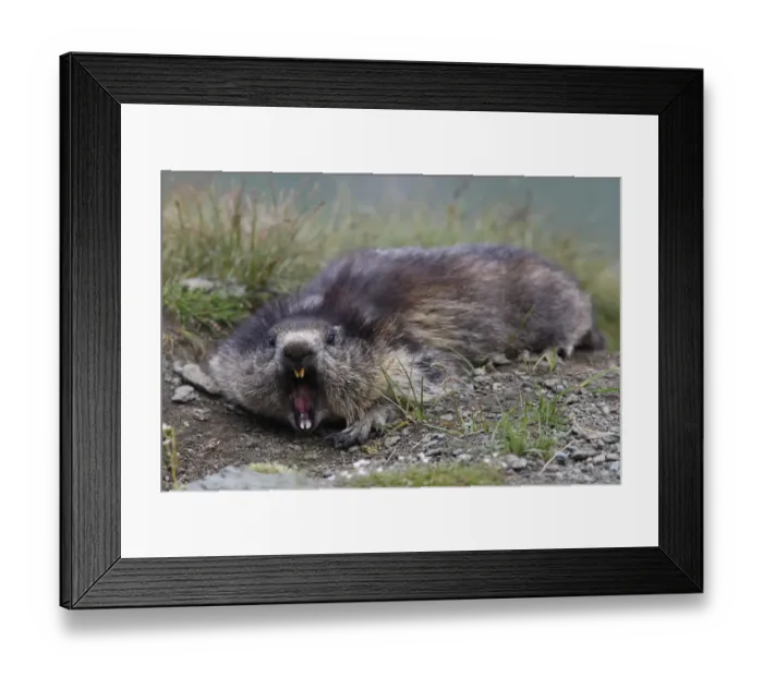 Framed Print : Alpine marmot (Marmota marmota) aggressive behaviour, Hohe Tauern National Park, Austria Framed Print : Alpine marmot (Marmota marmota) aggressive behaviour, Hohe Tauern National Park, Austria