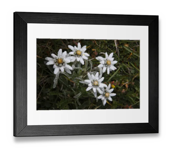 Framed Print : Edelweiss (Leontopodium alpinum) flowers, Hohe Tauern National Park, Austria, July 2008 Framed Print : Edelweiss (Leontopodium alpinum) flowers, Hohe Tauern National Park, Austria, July 2008