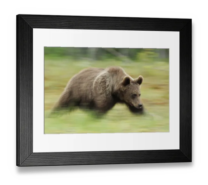Framed Print : RF- Eurasian brown bear (Ursus arctos) running, Suomussalmi, Finland. July Framed Print : RF- Eurasian brown bear (Ursus arctos) running, Suomussalmi, Finland. July