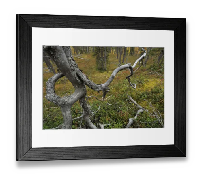Framed Print : Old growth, Northern boreal forest, Oulanka, Finland, September 2008 Framed Print : Old growth, Northern boreal forest, Oulanka, Finland, September 2008