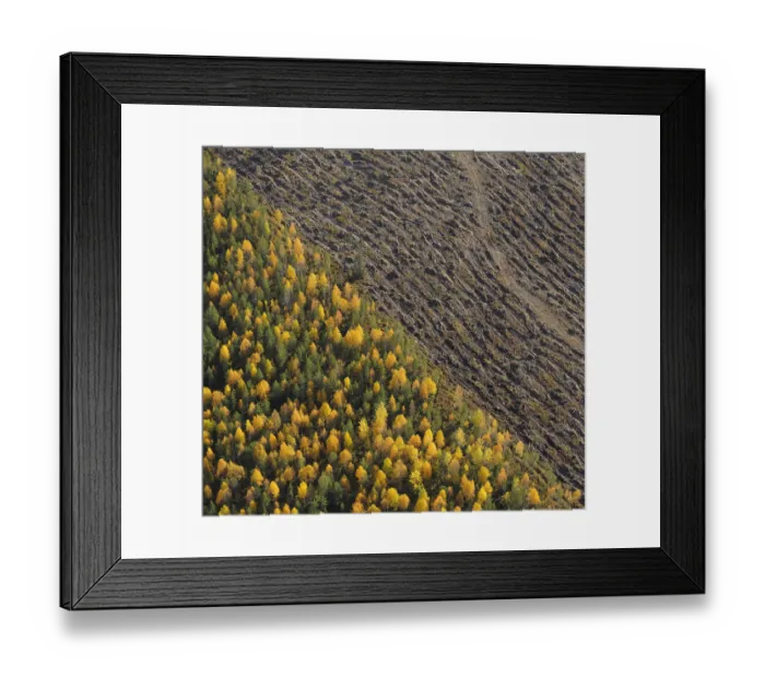 Framed Print : Aerial view of deforestated area of Northern boreal forest, Oulanka, Finland, September Framed Print : Aerial view of deforestated area of Northern boreal forest, Oulanka, Finland, September