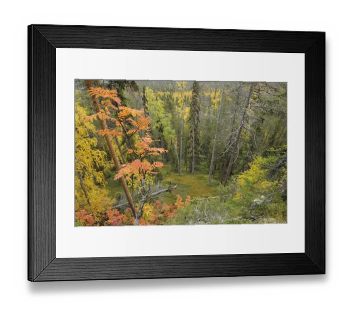 Framed Print : Northern boreal forest with standing and fallen dead tree, Oulanka, Finland, September Framed Print : Northern boreal forest with standing and fallen dead tree, Oulanka, Finland, September