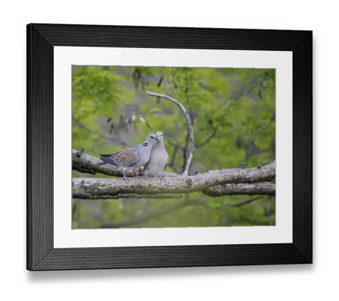 Framed Print : Turtle Dove (Streptopelia turtur) pair, Pusztaszer, Hungary, May 2008 Framed Print : Turtle Dove (Streptopelia turtur) pair, Pusztaszer, Hungary, May 2008