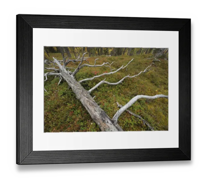 Framed Print : Fallen tree trunk in old growth, taiga forest in Oulanka National Park, Finland, September 2008 Framed Print : Fallen tree trunk in old growth, taiga forest in Oulanka National Park, Finland, September 2008