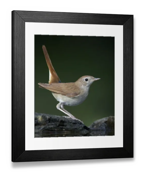 Framed Print : Nightingale (Luscinia megarhynchos) Pusztaszer, Hungary, May 2008 Framed Print : Nightingale (Luscinia megarhynchos) Pusztaszer, Hungary, May 2008