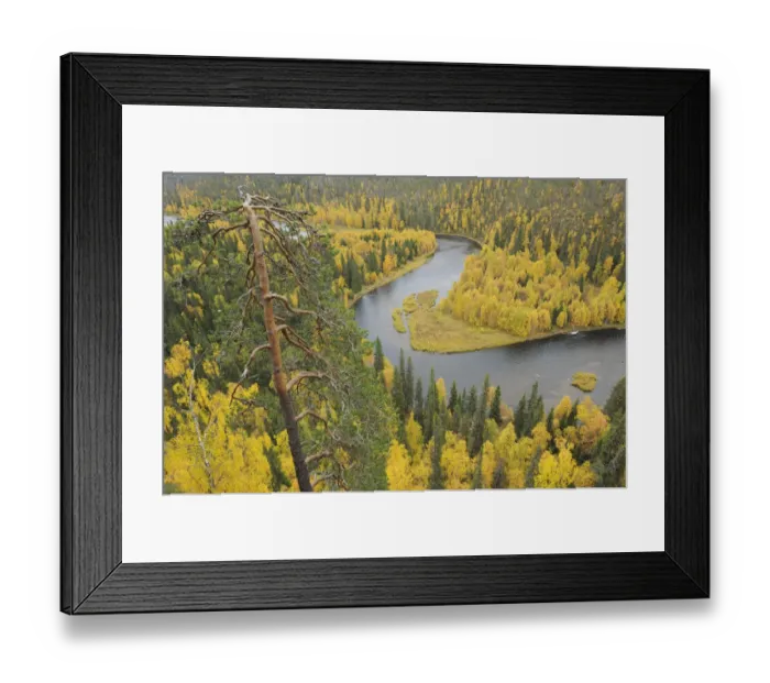 Framed Print : Kitkajoki River, Oulanka National Park, Finland, September 2008. WWE INDOOR EXHIBITION Framed Print : Kitkajoki River, Oulanka National Park, Finland, September 2008. WWE INDOOR EXHIBITION