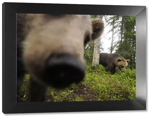 Eurasian brown bear (Ursus arctos) close up of nose while investigating remote camera