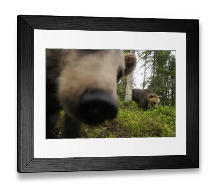 Framed Print : Eurasian brown bear (Ursus arctos) close up of nose while investigating remote camera Framed Print : Eurasian brown bear (Ursus arctos) close up of nose while investigating remote camera