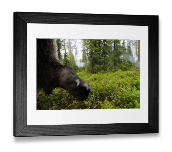 Framed Print : Eurasian brown bear (Ursus arctos) close up of paw while investigating remote camera Framed Print : Eurasian brown bear (Ursus arctos) close up of paw while investigating remote camera