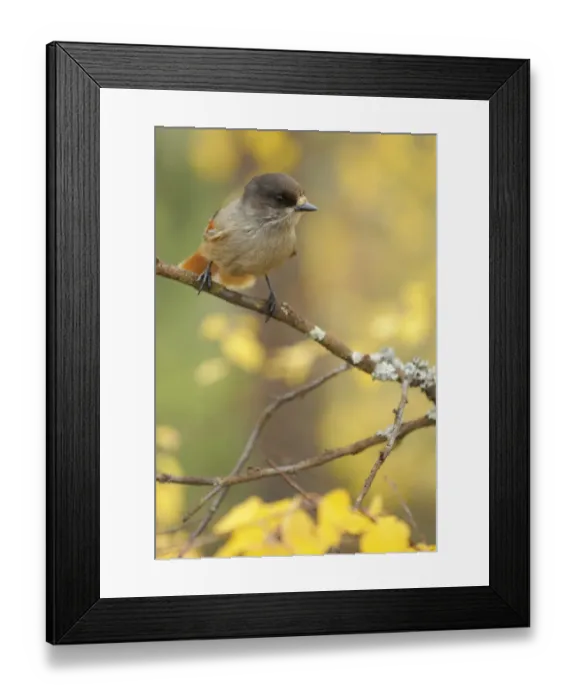 Framed Print : Siberian jay (Perisoreus infaustus) Oulanka, Finland, September 2008 Framed Print : Siberian jay (Perisoreus infaustus) Oulanka, Finland, September 2008