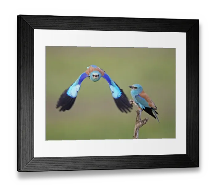Framed Print : European Roller (Coracias garrulus) pair, one in flight, Pusztaszer, Hungary, May 2008 Framed Print : European Roller (Coracias garrulus) pair, one in flight, Pusztaszer, Hungary, May 2008