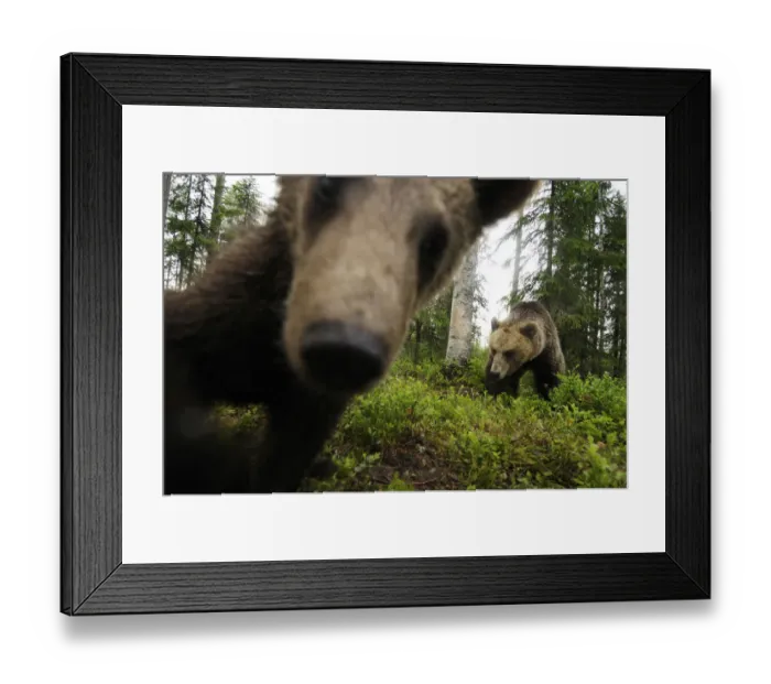 Framed Print : Eurasian brown bear (Ursus arctos) close up of nose while investigates remote camera Framed Print : Eurasian brown bear (Ursus arctos) close up of nose while investigates remote camera
