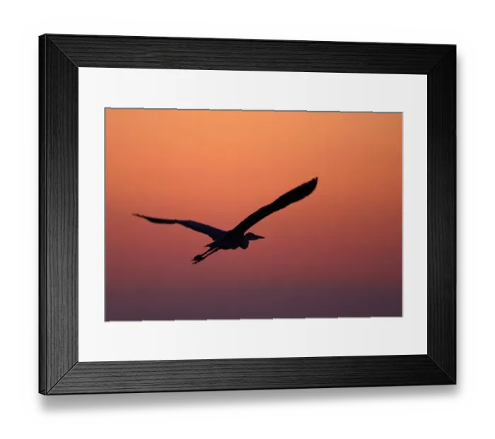 Framed Print : Grey Heron (Ardea cinerea) silhouette in flight at sunset, Pusztaszer, Hungary, May 2008 Framed Print : Grey Heron (Ardea cinerea) silhouette in flight at sunset, Pusztaszer, Hungary, May 2008