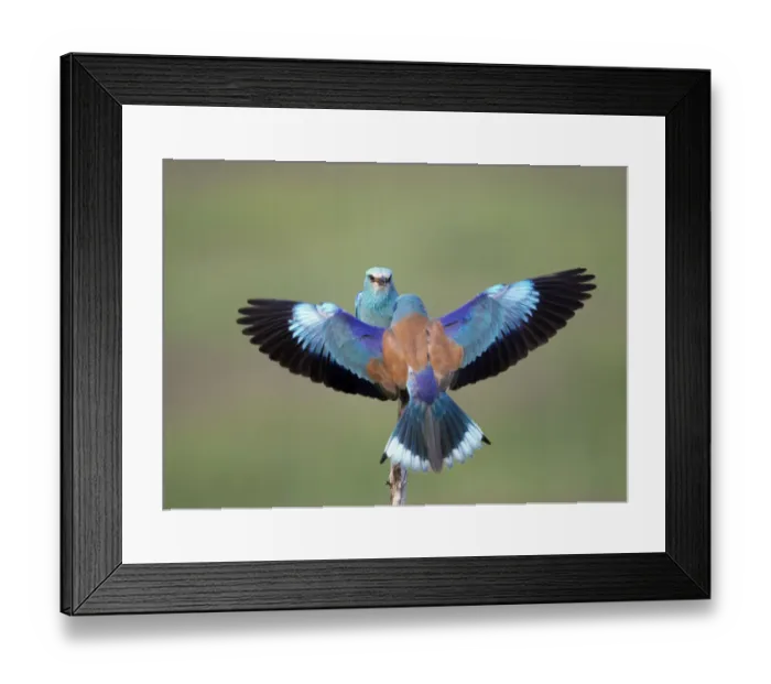 Framed Print : European Roller (Coracias garrulus) pair, display, Pusztaszer, Hungary, May 2008 Framed Print : European Roller (Coracias garrulus) pair, display, Pusztaszer, Hungary, May 2008