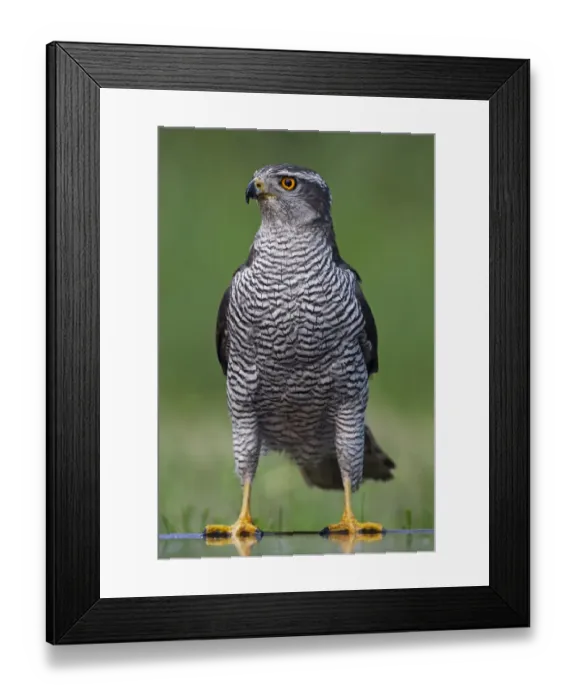 Framed Print : Goshawk (Accipiter gentilis) Pusztaszer, Hungary, May 2008 Framed Print : Goshawk (Accipiter gentilis) Pusztaszer, Hungary, May 2008