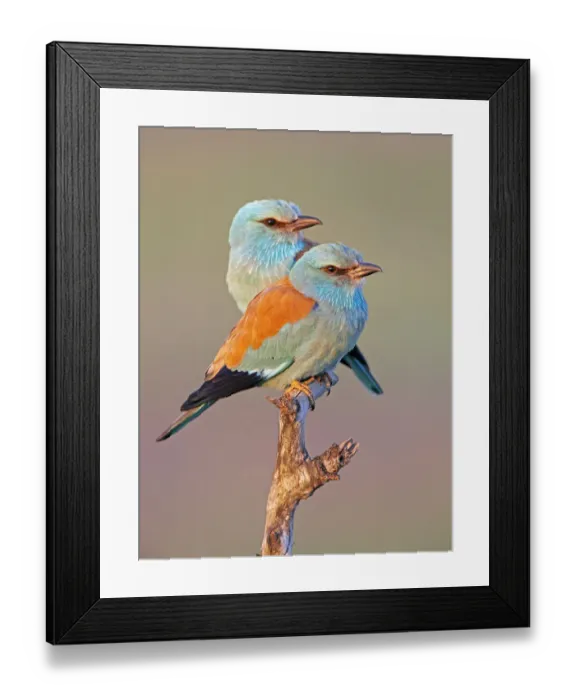 Framed Print : European Roller (Coracias garrulus) pair perched on branch, Pusztaszer, Hungary, May 2008 Framed Print : European Roller (Coracias garrulus) pair perched on branch, Pusztaszer, Hungary, May 2008