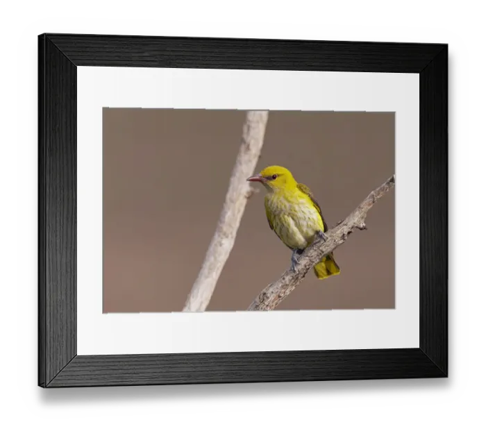 Framed Print : Golden Oriole (Oriolus oriolus) perched, Pusztaszer, Hungary, May 2008 Framed Print : Golden Oriole (Oriolus oriolus) perched, Pusztaszer, Hungary, May 2008