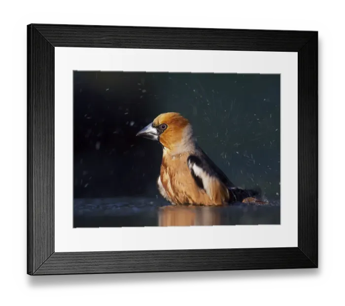 Framed Print : Hawfinch (Coccothraustes coccothraustes) bathing, Pusztaszer, Hungary, May 2008 Framed Print : Hawfinch (Coccothraustes coccothraustes) bathing, Pusztaszer, Hungary, May 2008