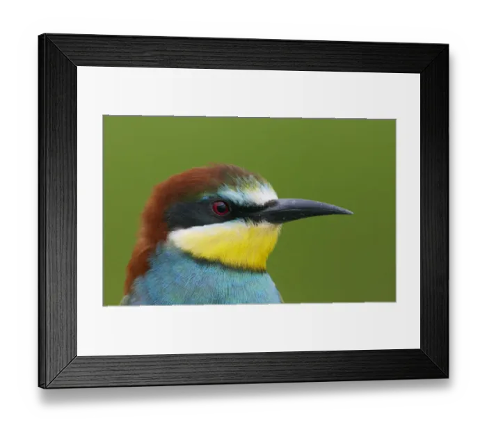 Framed Print : European Bee-eater (Merops apiaster) head portrait, Pusztaszer, Hungary, May 2008 Framed Print : European Bee-eater (Merops apiaster) head portrait, Pusztaszer, Hungary, May 2008