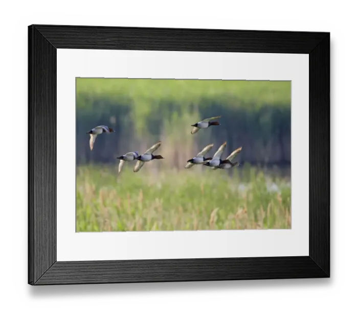 Framed Print : European pochard (Aythya ferina) flock in flight, Pusztaszer, Hungary, May 2008 Framed Print : European pochard (Aythya ferina) flock in flight, Pusztaszer, Hungary, May 2008
