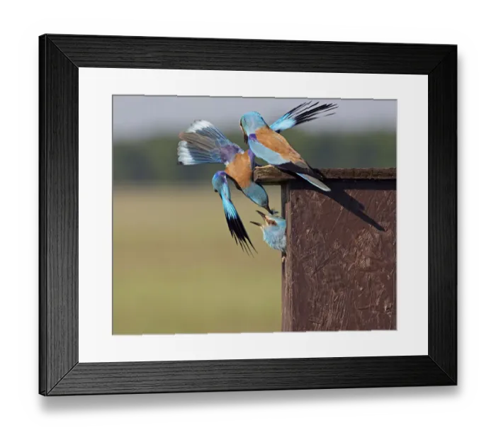 Framed Print : European Roller (Coracias garrulus) attacking intruder Roller in nestbox, Pusztaszer Framed Print : European Roller (Coracias garrulus) attacking intruder Roller in nestbox, Pusztaszer