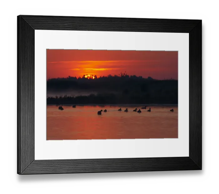 Framed Print : Flock of Coot (Fulica atra) on lake at sunset, Pusztaszer, Hungary, May 2008 Framed Print : Flock of Coot (Fulica atra) on lake at sunset, Pusztaszer, Hungary, May 2008