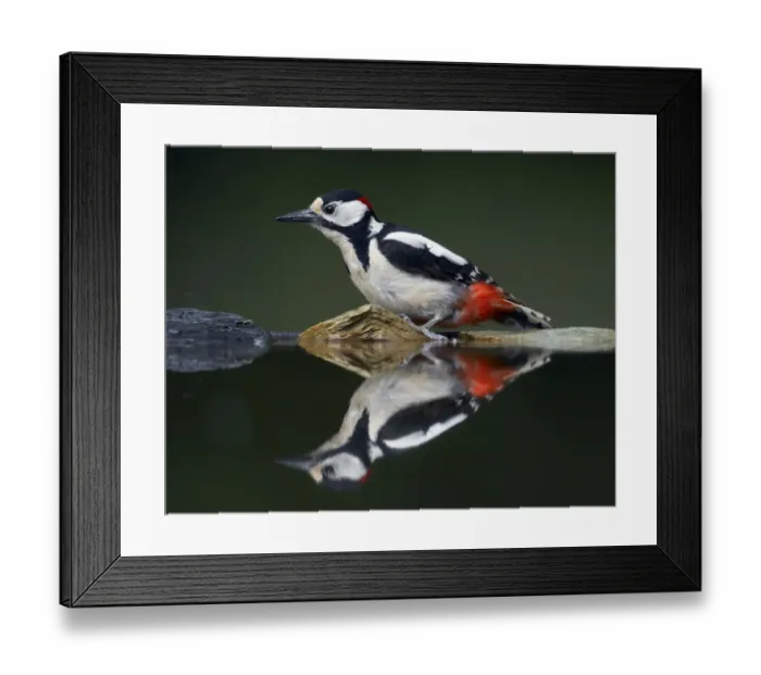 Framed Print : Great Spotted Woodpecker (Dendrocopus major) at water, Pusztaszer, Hungary, May 2008