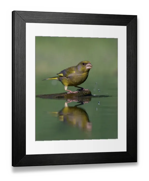 Framed Print : Greenfinch (Carduelis chloris) drinking, Pusztaszer, Hungary, May 2008 Framed Print : Greenfinch (Carduelis chloris) drinking, Pusztaszer, Hungary, May 2008