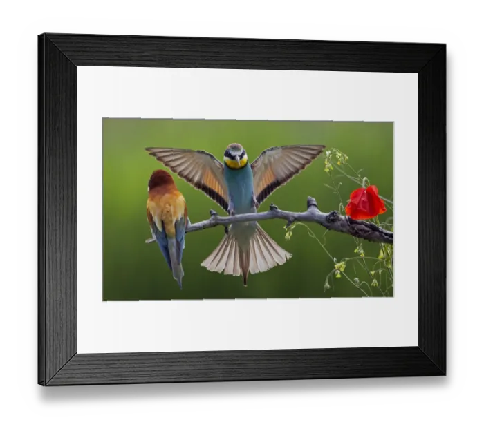 Framed Print : European Bee-eater (Merops apiaster) pair, male displaying, Pusztaszer, Hungary, May 2008 Framed Print : European Bee-eater (Merops apiaster) pair, male displaying, Pusztaszer, Hungary, May 2008