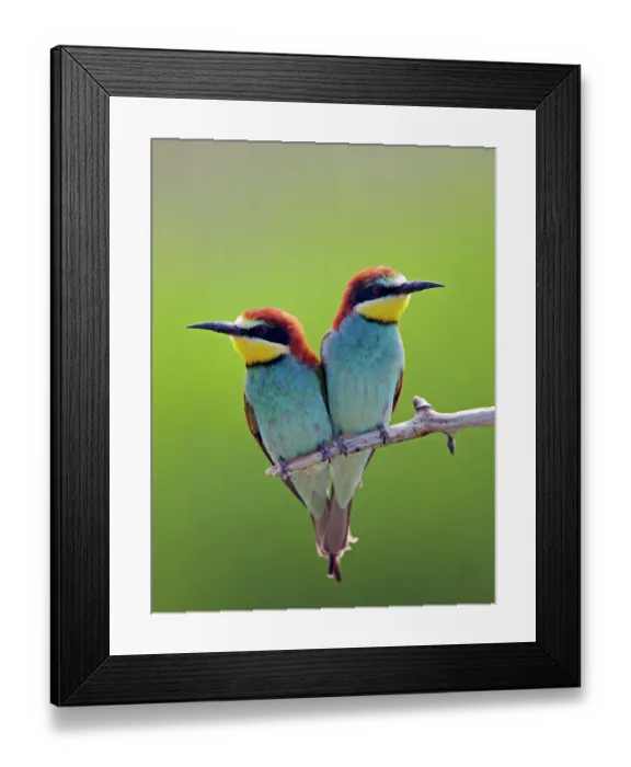 Framed Print : European Bee-eater (Merops apiaster) pair perched, Pusztaszer, Hungary, May 2008 Framed Print : European Bee-eater (Merops apiaster) pair perched, Pusztaszer, Hungary, May 2008